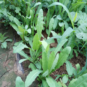 大棚里野生头茬新鲜曲麻菜 口感嫩 36元二斤