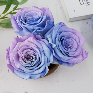 紫蓝双色5-6cm 进口roseamor厄瓜多尔永生花diy车挂玫瑰大号单朵