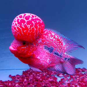 正宗罗汉鱼 鸿运罗汉 金花罗汉鱼 罗汉鱼 活体 压成罗汉 包邮包活