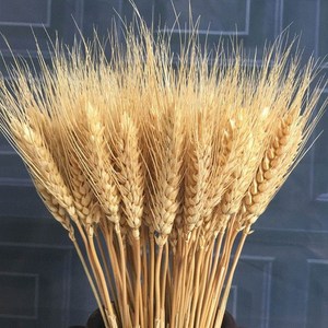 仿真稻谷小麦水稻穗塑料花假花摆件麦穗农作物装饰装大麦客厅摆设