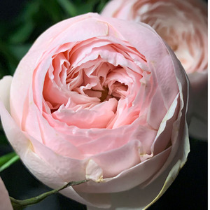 yoyo花花世界高端稀有粉色人鱼公主多头玫瑰酷皮u多头玫瑰鲜花.