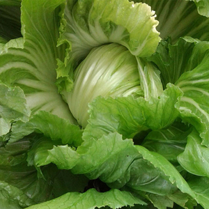 卷心大芥菜