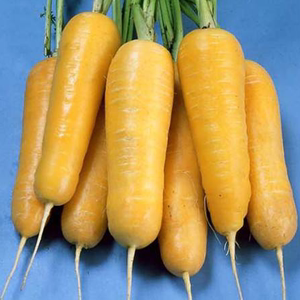 黄石胡萝卜种子有机黄色胡萝卜 脆甜水果胡萝卜内芯黄色 蔬菜种子