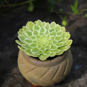 法师三仙之翡翠冰法师黑法师系列多肉植物新款办公室装饰盆栽绿植