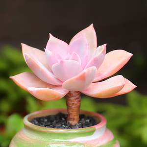 多肉植物初恋小盆栽桌面花卉精品老桩绿植稀有品种肉肉清仓防辐射