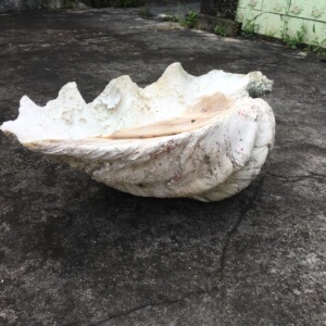 海南潭门玉化贝壳摆件 大贝壳摆件 全玉化黄岩岛原料