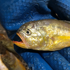 东海海捕小梅子鱼舟山梅童鱼大头宝宁波梅同鱼小黄鱼2斤4盒