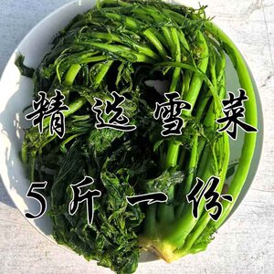 雪菜雪里红新鲜多汁农家自种 整颗鲜嫩雪里蕻5斤包邮有机绿色蔬菜