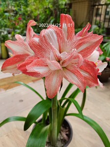 珍妮小姐朱顶红