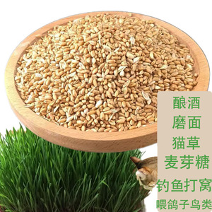 00美鲜庐旗舰店天猫棒棒草种子耐寒水草冬季水稗草菵米优良饲料食用