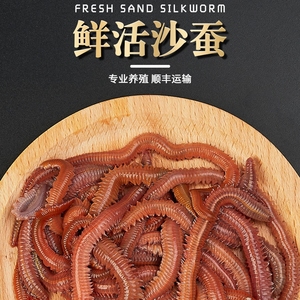 鲜活红沙蚕万能鱼饵海钓鱼饵青红虫活饵活沙虫随时钓鱼海蜈蚣鱼饵