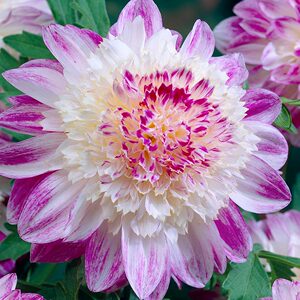 海葵型大丽花扦插苗小苗成都进口红苕花新品种种苗庭院楼顶阳台