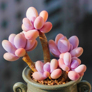 桃美人多肉植物