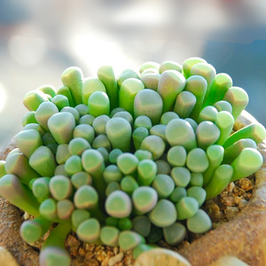 五十铃玉 多肉植物多头群生绿植盆景萌肉肉组合盆栽 室内花卉