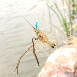 钓虾神器 草虾河虾青虾钩子 钓河虾神器 钓虾钩 草虾钩子河虾钩子