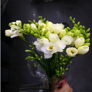 【荷兰香雪兰】荷兰香雪兰品牌,价格 - 阿里巴巴