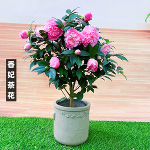 香妃茶花盆栽树苗浓香型香水山茶花四季绿植带花苞年宵花阳台植物