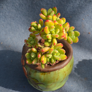 百汇小红旗精品老桩云南多肉露养花卉植物盆栽新手稀有品种景天科