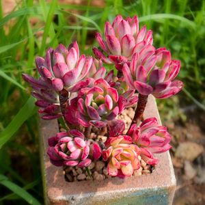 多肉植物老桩清仓小叮当锦肉肉植物室内盆栽好养精品多肉花卉大株