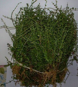 包邮野生现晒干半枝莲并头草四方马兰铁棒草韩信草四方枝也有鲜生