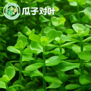 水草之家瓜子对叶水草小圆叶水草鱼缸水草造景自养水草水下叶