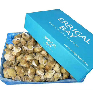 爱尔兰冷冻白螺 无冰熟冻翡翠螺 北蛾螺 白螺海鲜5kg/件规格20-40