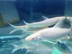 白子招财龙红眼黄化白子大鳞鲃赤目淡水红银鳕鱼苗推荐原生观赏鱼