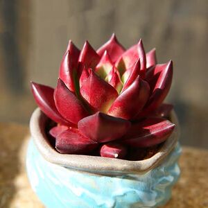 【血樱—红骑士】精品鸡血红东云火焰红骑士乌木多肉非常漂亮