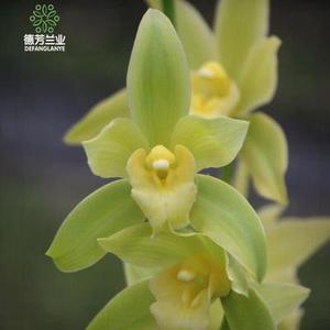 玉凤素兰花