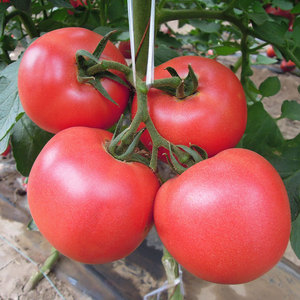 番茄种子种籽孑苗普罗旺斯西红柿四季蔬菜水果菜苗秧大全菜籽秧苗