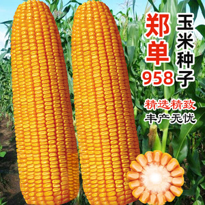 高产量早熟郑单958玉米杂交 高产特大种籽孑饲料种子正品良种大全