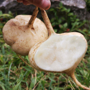 牧马山凉薯种子种籽孑水果地瓜白瓤香甜早熟苗秧种植沙葛土瓜红薯