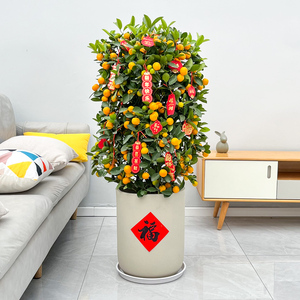 年桔盆栽年宵花新年金桔树带果大型朱砂橘客厅招财四季桔开业乔迁