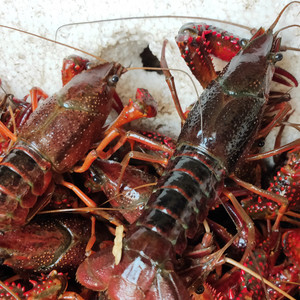 餐饮生鲜 水产海鲜 小龙虾 活的小龙虾包邮鲜活