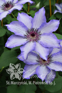 美佐士*铁线莲,足2年14号,日本zui优雅品种,耐热!