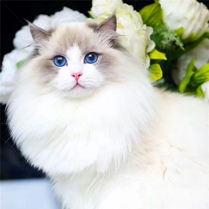 布偶猫幼猫纯种海双蓝双火焰重点赛级宠物猫活物蓝眼长毛仙女猫咪