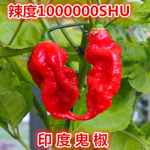 印度魔鬼辣椒种子云南涮涮辣超特辣度100万四季阳台盆栽蔬菜种孑