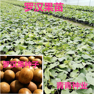 罗汉果苗树
