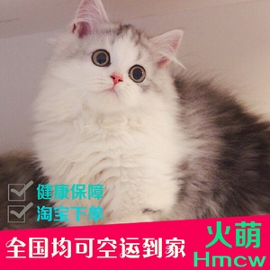 纯种矮脚美短蓝猫蓝白渐层加菲暹罗布偶猫英短宠物小猫咪活物活体