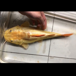 短身招财猫 黄金猫 黄金招财猫鱼 大型观赏鱼 底层鱼