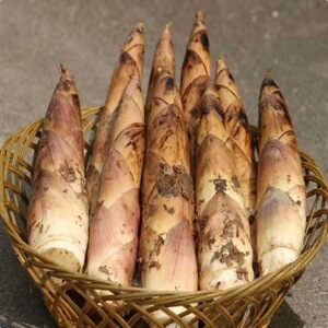 浙江诸暨特产野生淡笋早春笋雷笋腌笃鲜油焖笋现挖包邮