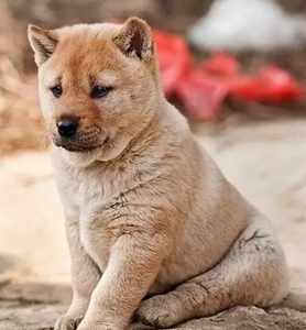纯种土猎犬中华田园犬土狗苗出售四五十斤左右小幼崽土黄狗小白狗