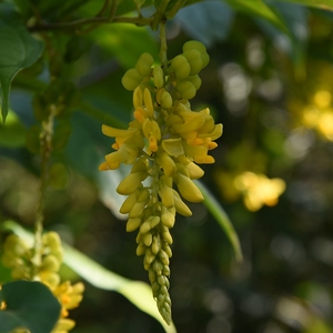 天然自生黄花参 观音串花黄花倒水莲 倒吊黄 黄花远志花茶50g包邮
