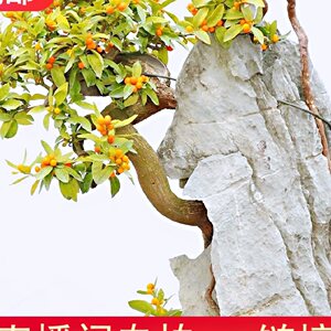 金丝吊蝴蝶原生盆景盆景丝棉木树桩鲜活垂丝卫矛花卉盆栽.