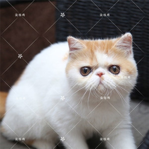 三花英短猫