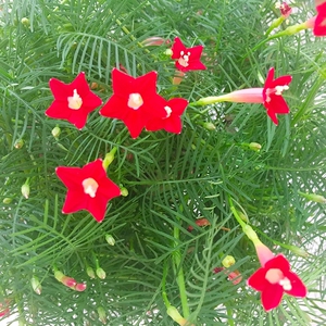 阳台庭院花卉羽叶茑萝五星花爬藤植物多花苞四季开花易种大盆栽苗