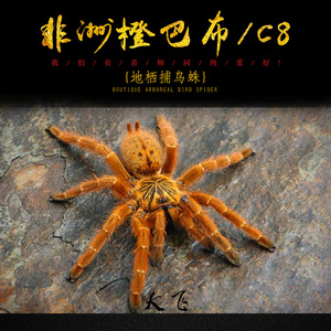 501人付款淘宝三星a50/a60/a70/a80/a90c7/c8二c9/c9 pro适用蜘蛛侠