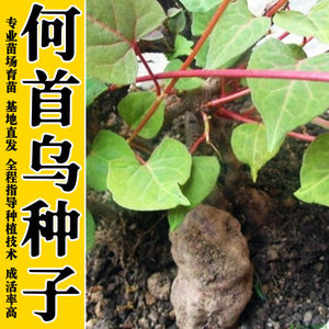 何首乌种子首乌种子 保健乌发 果肉食用 根入药 多花蓼紫乌藤何