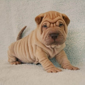 出售纯种沙皮幼犬 憨厚褶皮老虎狗 短毛活体沙皮老虎嘴 宠物狗狗