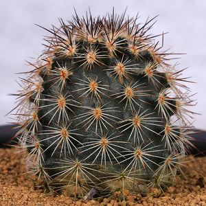 花定缘多肉绿植折墨虾实生仙人球狂刺仙人掌科窗台小萌物